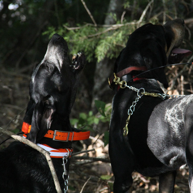 SunGlo Reflective Center Ring Collar on a Hound