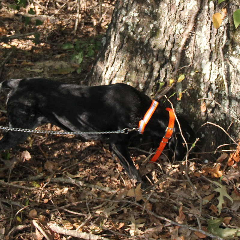 SunGlo Reflective Center Ring Collar on a Hound