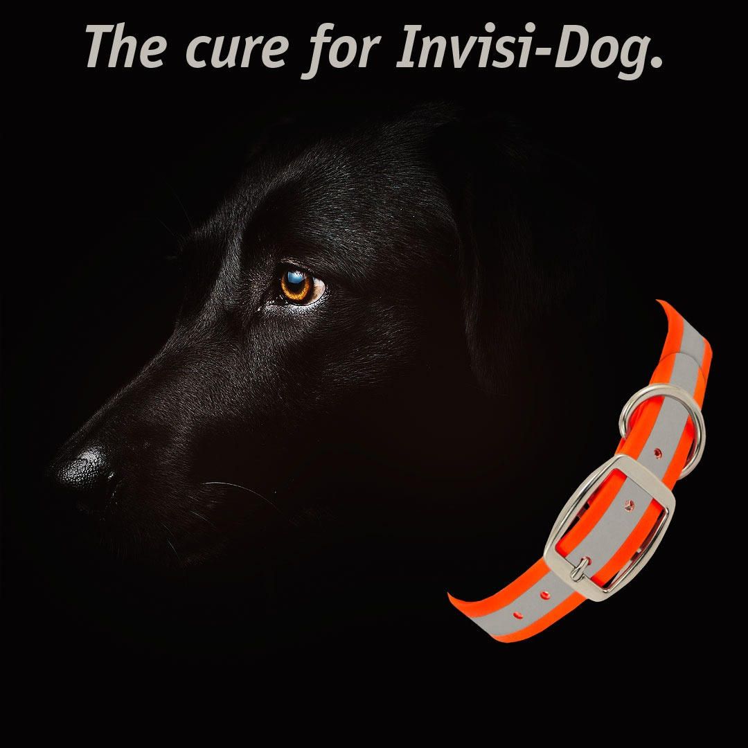 Reflective Dog Collars with FREE NAME PLATES! Gun Dog Supply