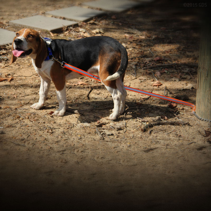 Reflective Tree Tie Chain Lead on Beagle Attached to Tree