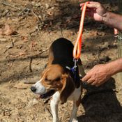 Reflective Tree Tie Chain Lead on Beagle Attached to Tree