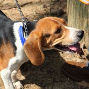 Reflective Tree Tie Chain Lead on Beagle used as Choker