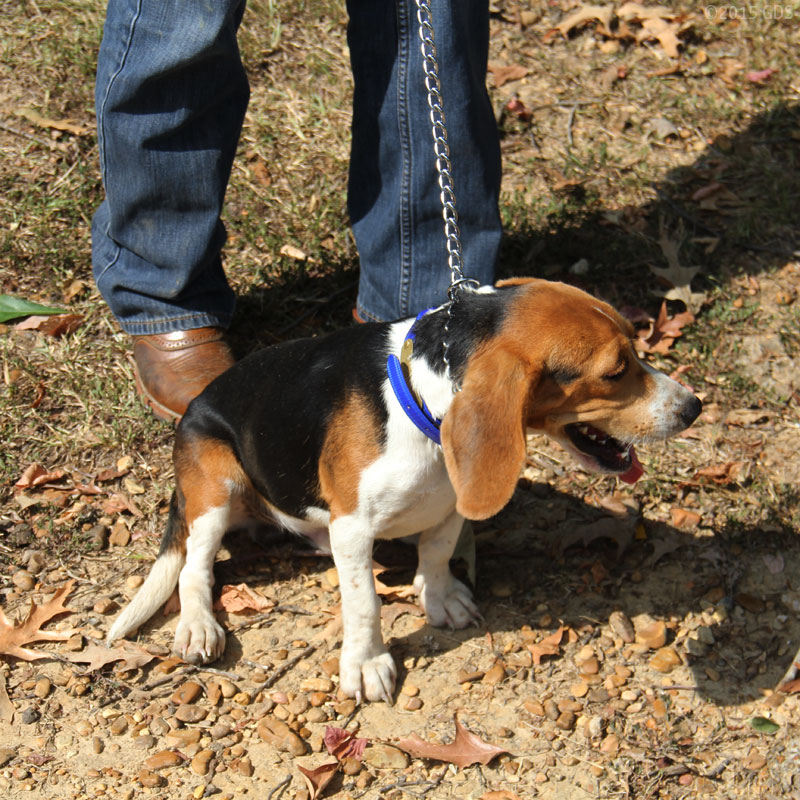 Reflective Tree Tie Chain Lead on Beagle used as Choker