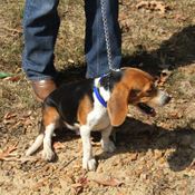 Reflective Tree Tie Chain Lead on Beagle used as Choker