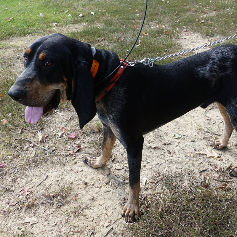 Reflective Tree Tie Chain Lead on Hound