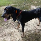 Reflective Tree Tie Chain Lead on Hound