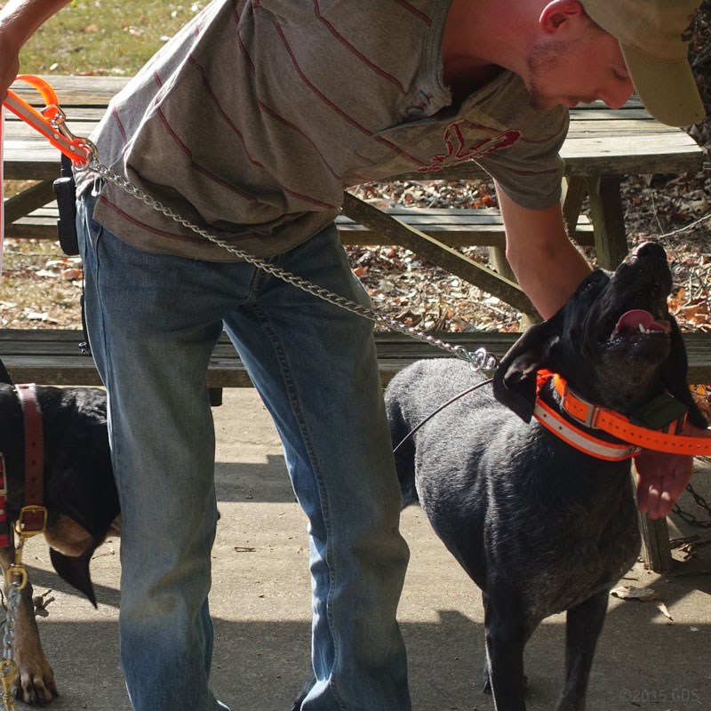 Reflective Tree Tie Chain Lead on Hound as Snap Lead