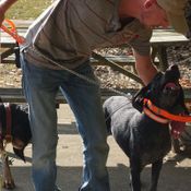 Reflective Tree Tie Chain Lead on Hound as Snap Lead