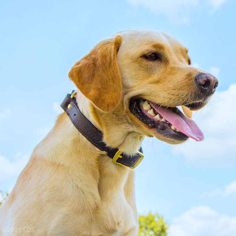 1 in. Dark Brown Leather Center Ring Collar on Dog