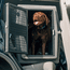 Hero Kennel in Vehicle