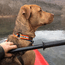 Customer Photo: Rick Baker's dog "Cooper" with his Reflective Collar