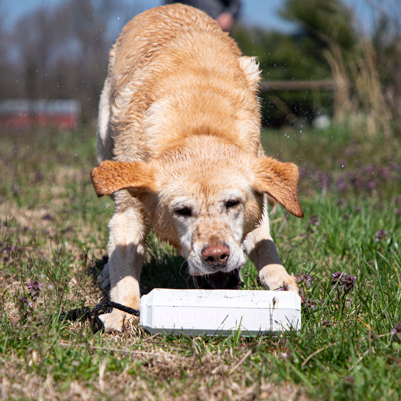 Mark Dog Training Dummy in Use