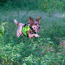 Sylmar Body Guard Vest on Dog