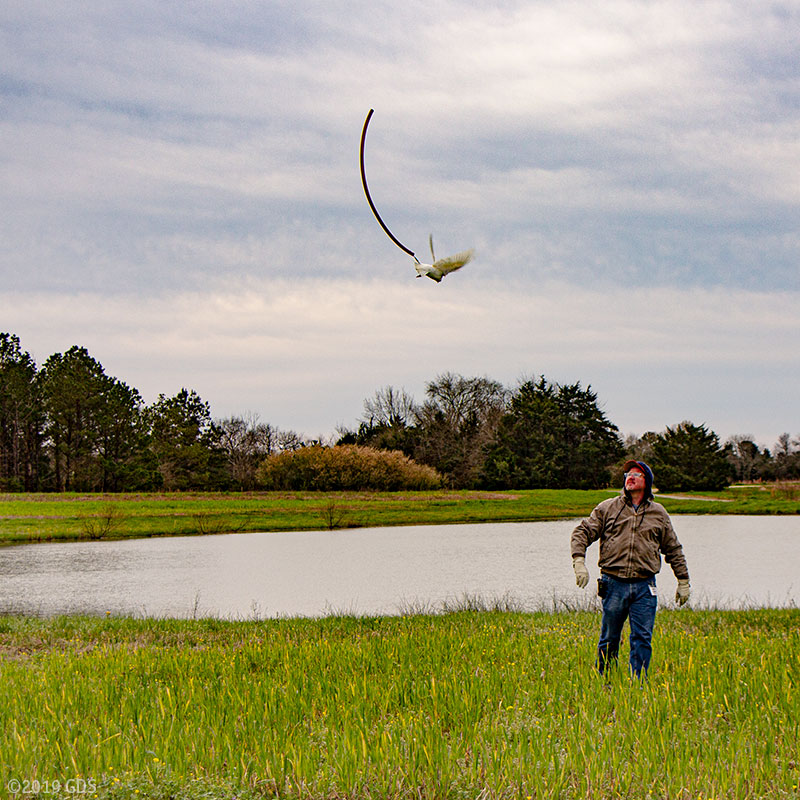 Bird Hobble in Use