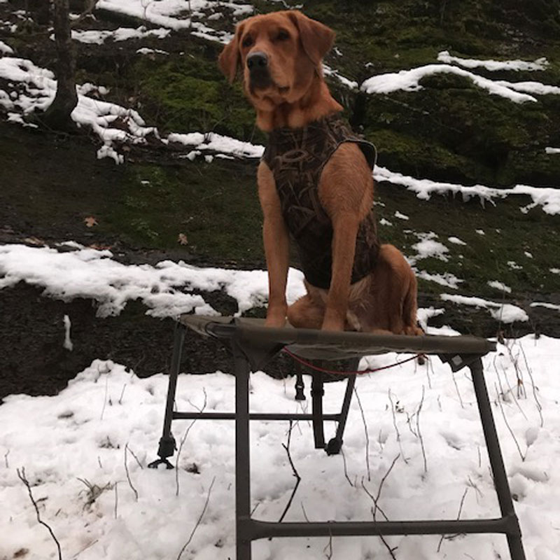 Customer Photo: Mike Nadolski 's dog Cresthills Honker in The Wind Goose with the Final Stand