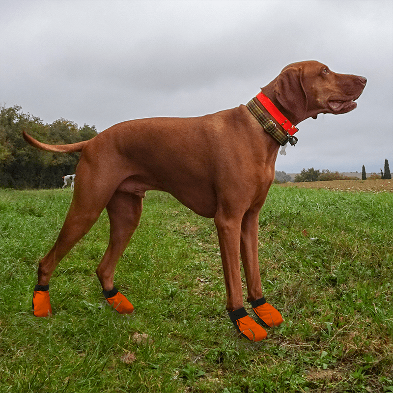 Sylmar Dog Boots in Use