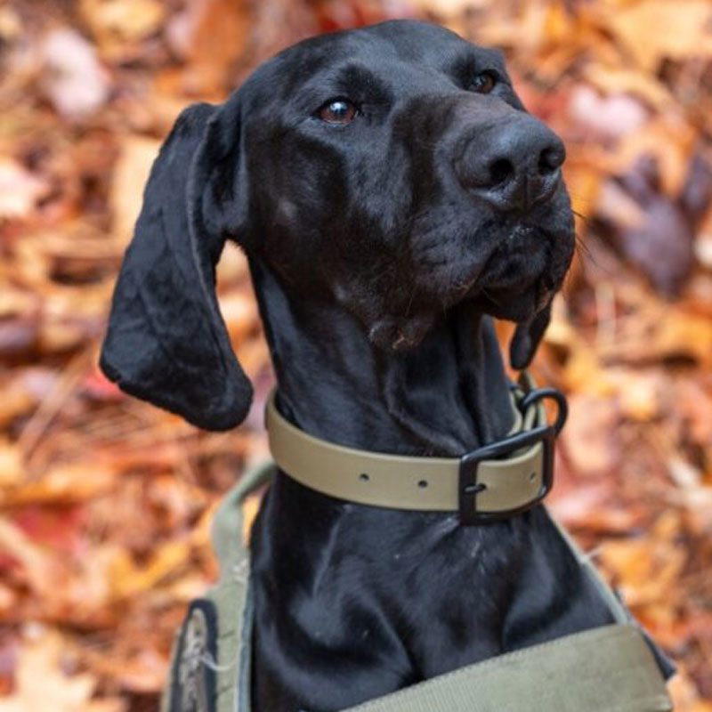 Stealth Olive Green Collar on Dog