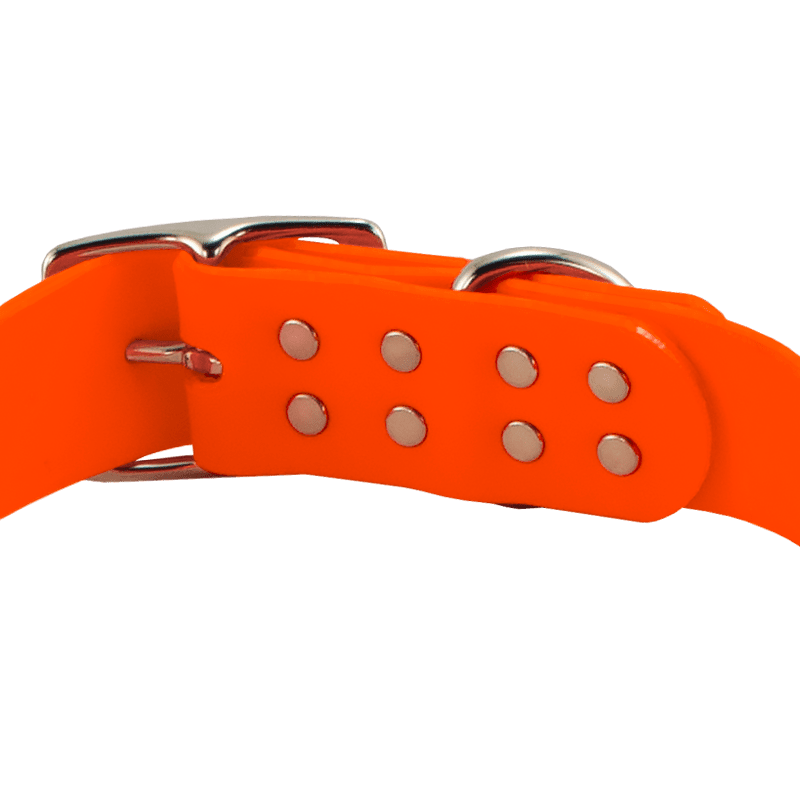 Bigger Dawg Standard Collar Buckle Back Detail