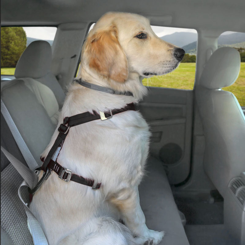 Tru-Fit Smart Harness w/ Seatbelt Tether in Use