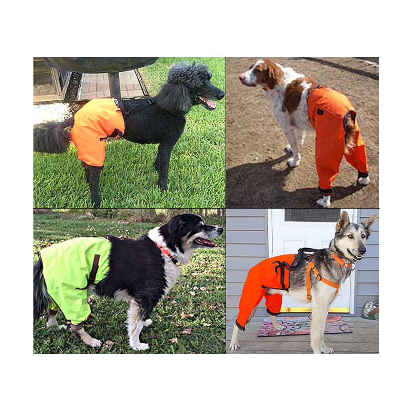 Sylmar Rear Canine Body Suit in Use