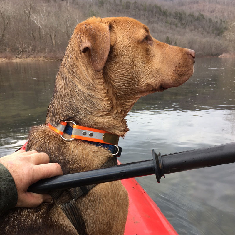 Customer Photo: Rick Baker's dog "Cooper" with his Reflective Collar