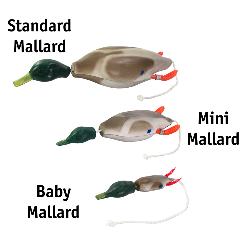 Dokken Baby Mallard Size Comparison