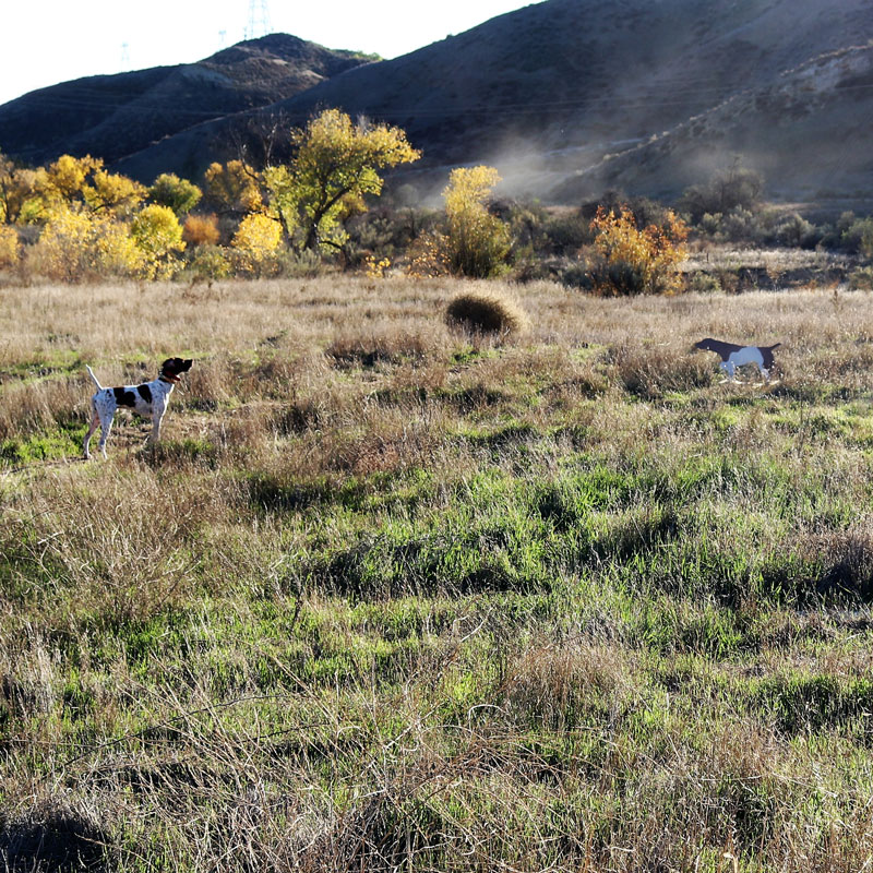 Backing Dog in the Field
