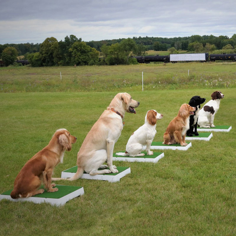 Multiple Catoboards in Use