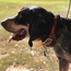 Trashbreaker Collar on a Hound