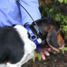 Trashbreaker Collar on a Beagle