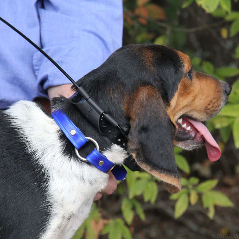 Trashbreaker Collar on a Beagle