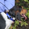 Trashbreaker Collar on a Beagle