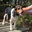 Trashbreaker Collar on a Beagle