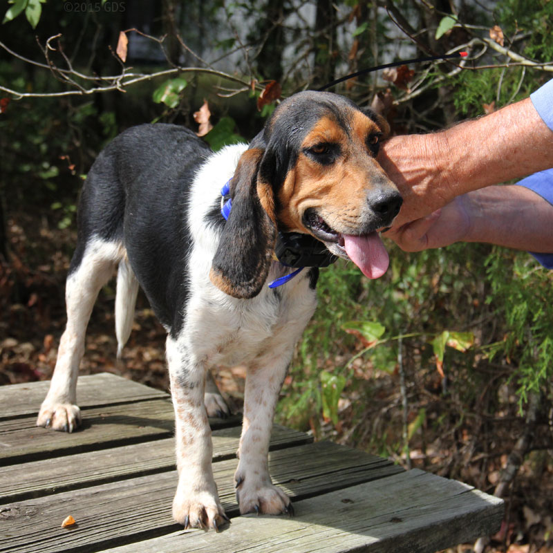 Trashbreaker Collar on a Beagle
