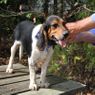 Trashbreaker Collar on a Beagle
