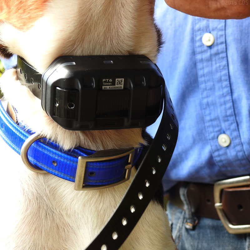 PRO 550 Collar on a Beagle