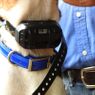 PRO 550 Collar on a Beagle