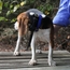 PRO 550 Collar on a Beagle