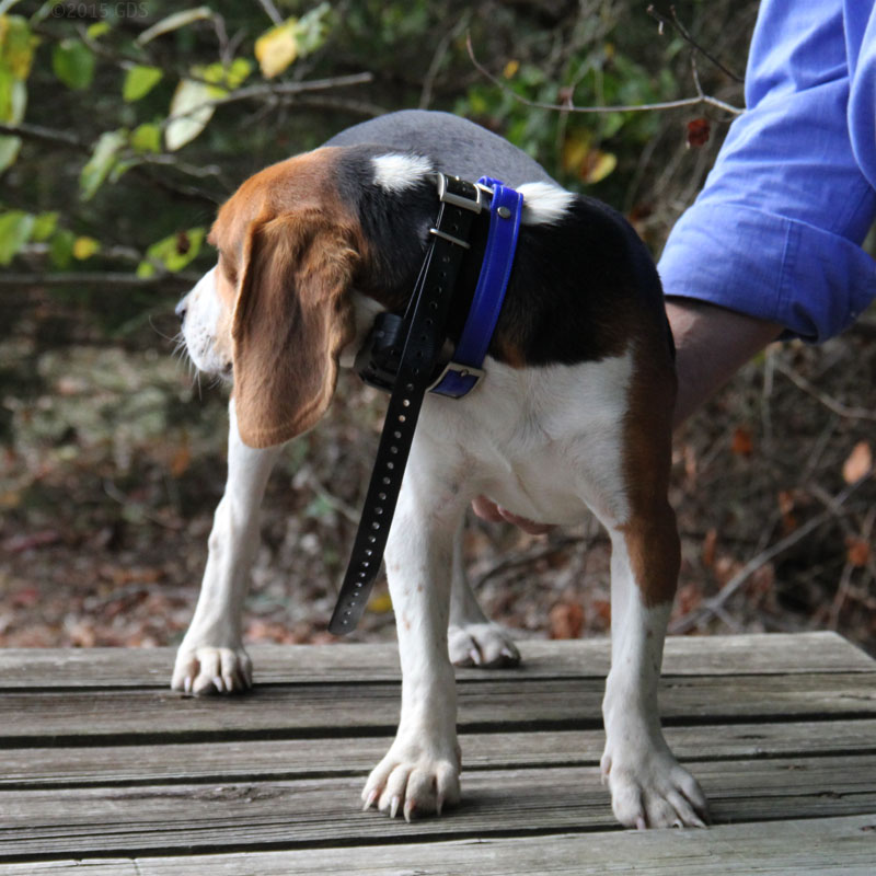 PRO 550 Collar on a Beagle