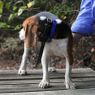 PRO 550 Collar on a Beagle