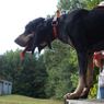 PRO 550 Collar on a Hound