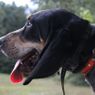 PRO 550 Collar on a Hound