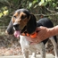 T5X Collar on a Beagle