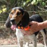 T5X Collar on a Beagle