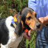T5X Collar on a Beagle