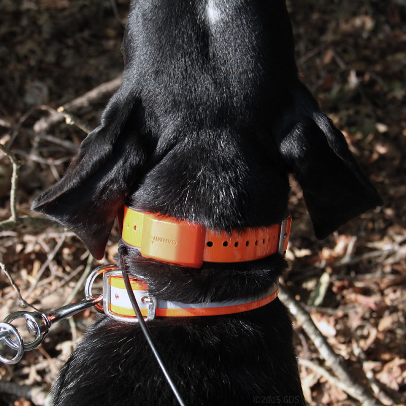 T5X Collar on a Hound