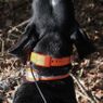 T5X Collar on a Hound