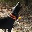T5X Collar on a Hound