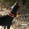 T5X Collar on a Hound