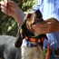 T5 MINI Collar on a Beagle